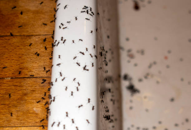 Best Pest Prevention Services  in Gardner, IL